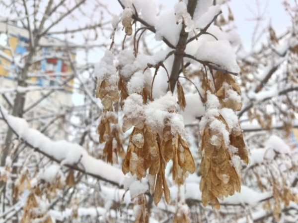 В Челябинске ночные заморозки могут достичь -9 градусов